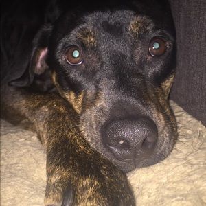 Meet your Posher, Maggie